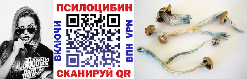 Галлюциногенные грибы Psilocybe Жирновск